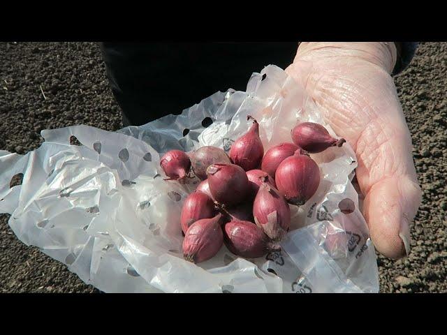 Planting Onion Sets, Sowing Carrot seed, Fertilizing Strawberries.