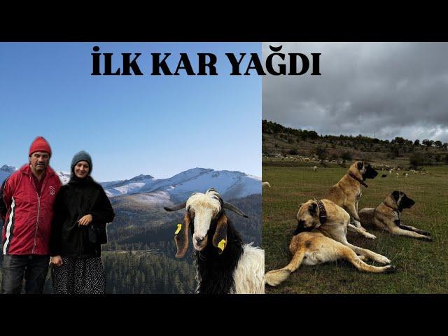 İLK KAR YAĞDI..KÖPEKLER KAVGA ETTİLER..KOYUNA TUZ