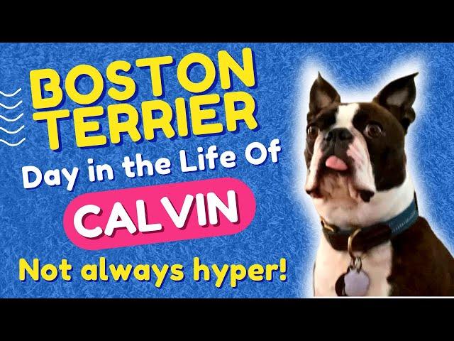 A Day in the Life of My Dog ~ Calvin The BOSTON TERRIER