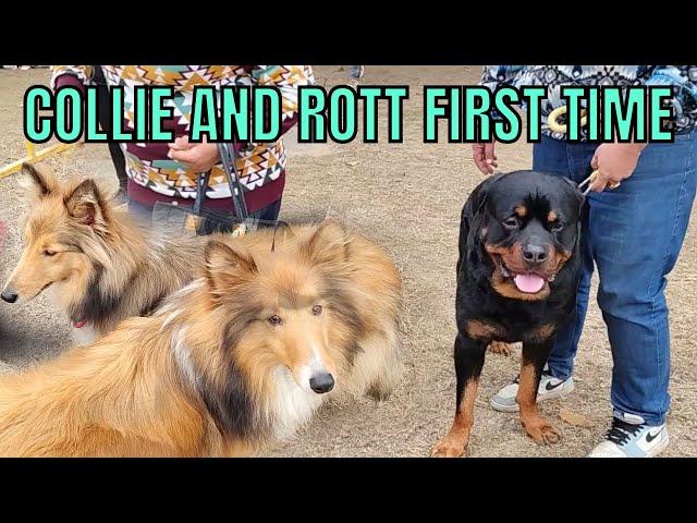 ROTTWEILER, ROUGH COLLIE AND WHIPPET IN KAPURTHALA DOG SHOW 2023