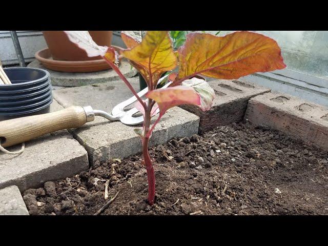 Spring update - mid May - allotment growing - shokher bagan 2020 Part 2/2