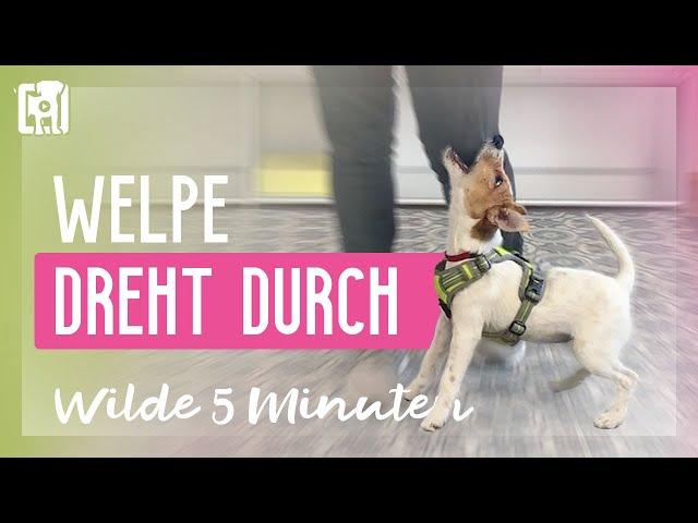 Welpe dreht durch! Die wilden 5 Minuten beim Welpen.