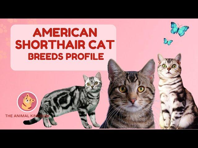 American Shorthair Cat Breed Profile History - Price - Traits - Grooming Needs - Lifespan