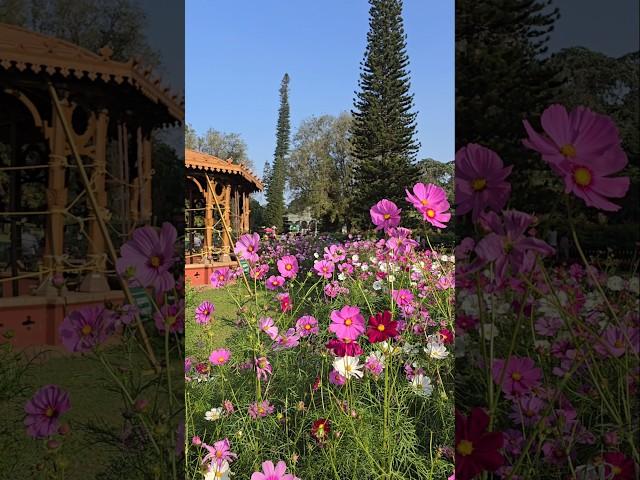 Lalbagh Flower Show - 2025