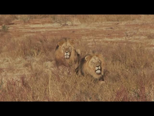 Breath Taking Lion Hunt