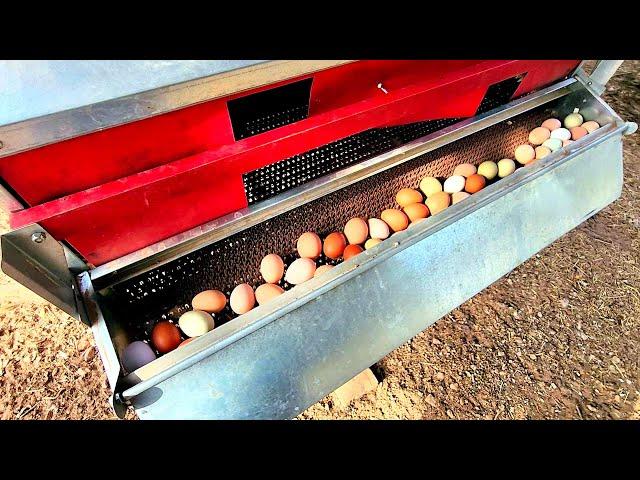  The Best Egg Nest Ever!  2 Years of Testing! I've owned Chickens for 30 years!