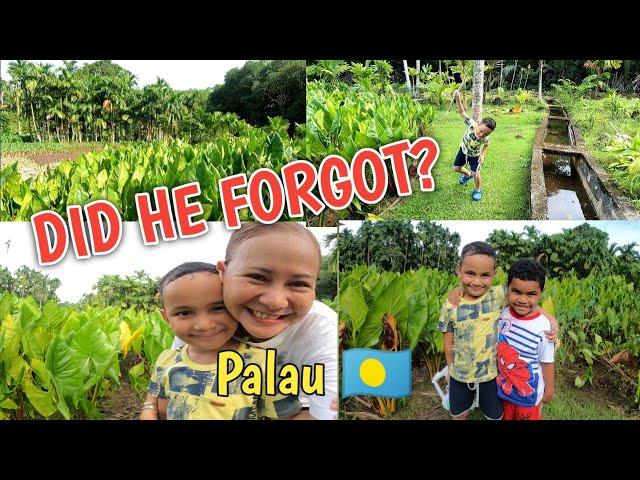 FARM TOUR AND WARRIOR DANCE IN ISLAND OF PALAU #micronesia #pacificisland