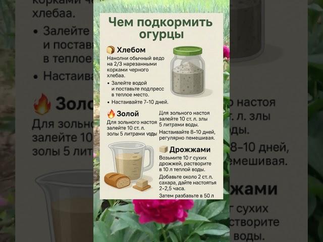 НАТУРАЛЬНАЯ ПОДКОРМКА ДЛЯ ОГУРЦОВ: ХЛЕБ, ЗОЛА И ДРОЖЖИ!