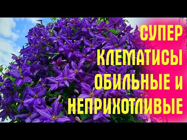 Они УСЫПАНЫ ЦВЕТАМИ ДО ОСЕНИ! Посадите ТАКИЕ КЛЕМАТИСЫ, и скажите СПАСИБО!