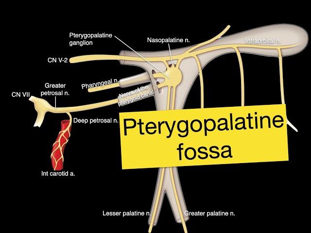 Pterygopalatine fossa