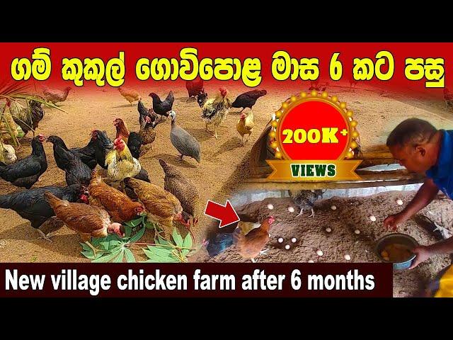 New village chicken farm after 6 months | How to Start a Poultry Farm | Village poultry management