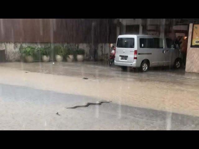 Fast car runs over a snake crawling on the road during intense rain || WooGlobe