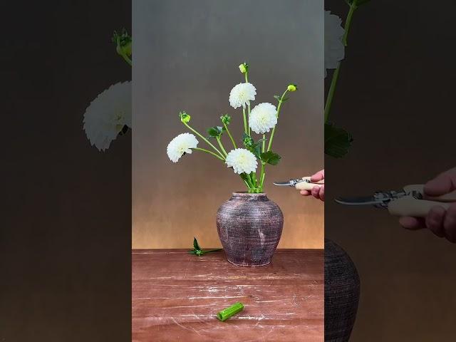 似菊如莲赛牡丹