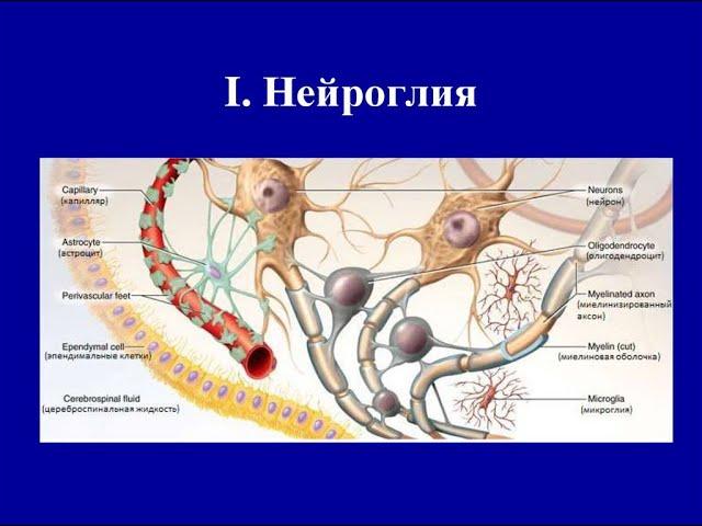 ОСТЕОПАТИЯ И БИОДИНАМИКА В РАБОТЕ С ЦНС (НЕЙРОГЛИИ)