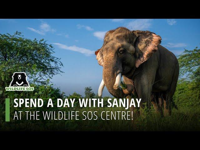 Spend A Day With Sanjay At The Wildlife SOS Centre!