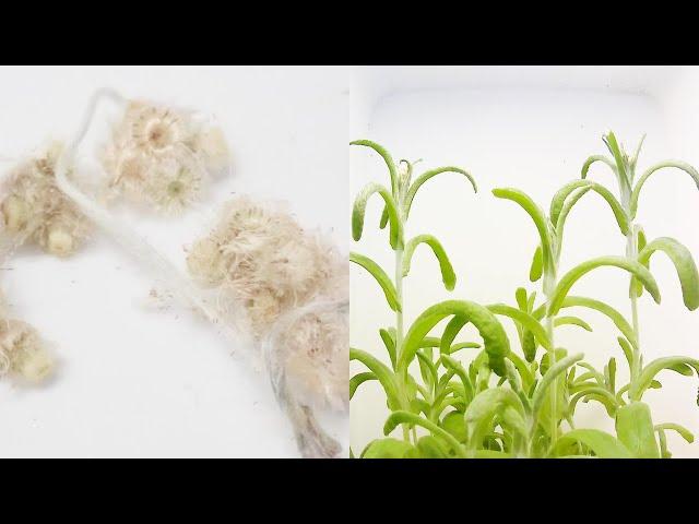 【春の七草】ハハコグサの発芽と成長
