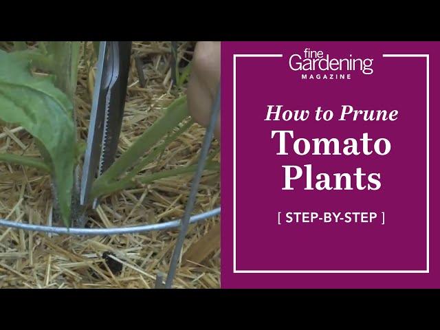 Garden Tips | How to Prune Tomato Plants