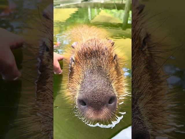 Chill Capybara
