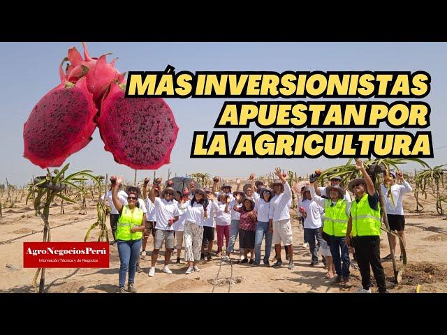 Más inversionistas peruanos apuestan por la agricultura de exportación