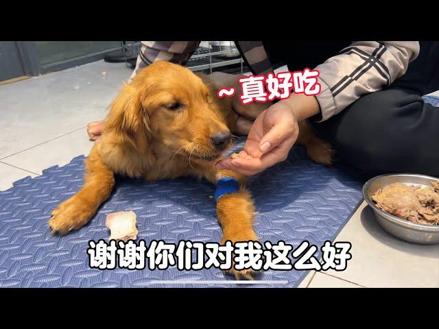 煮骨頭湯給手術金毛補充營養，後腿開始逐漸出現反應，真讓人高興