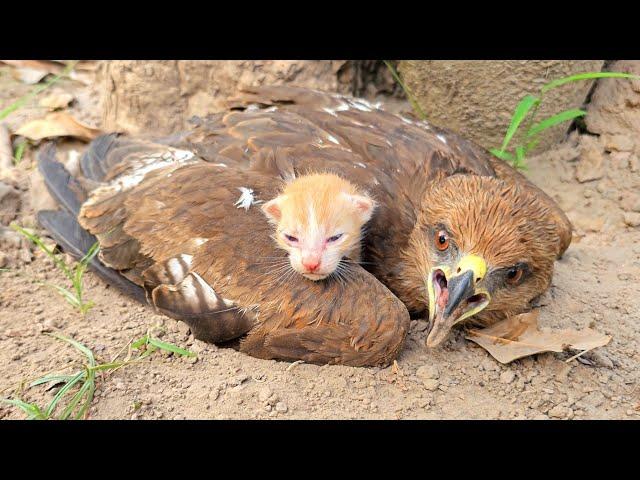 Falcon Adopted Baby Cats after they lost their mother. Just unbelieveble!