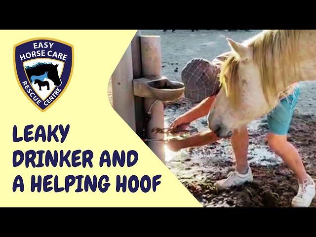  Curious Maverick helps fix drinker - Easy Horse Care Rescue Centre