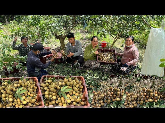 Một Ngày Thu Hoạch Nhãn Xuồng Vàng Huỳnh Thiên Cười Híp Mắt |Tập17