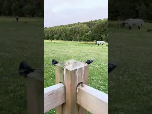 Конь в пальто