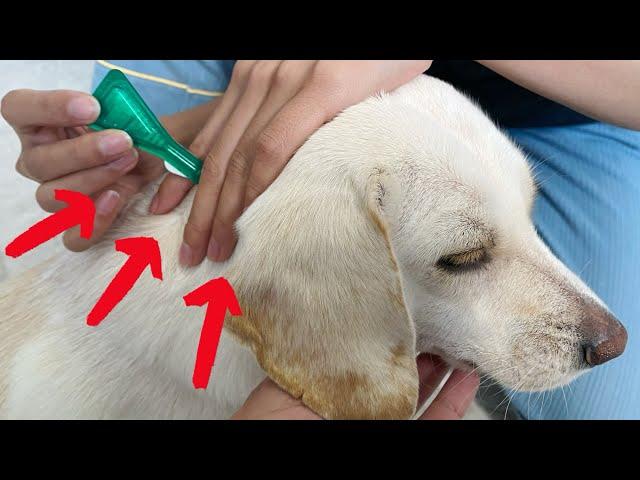 How to put Frontline flea medication on your dog!