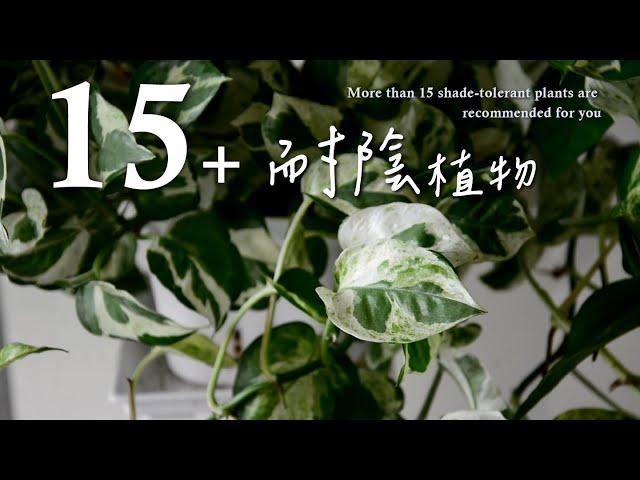 不愁家中不夠亮！15+耐陰植物讓您輕鬆擁有居家小綠園More than 15 shade-tolerant plants are recommended for you