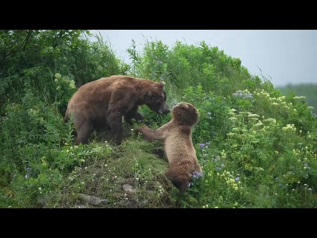 Fearless Mama Bear Protects Cubs- Katmai Alaska