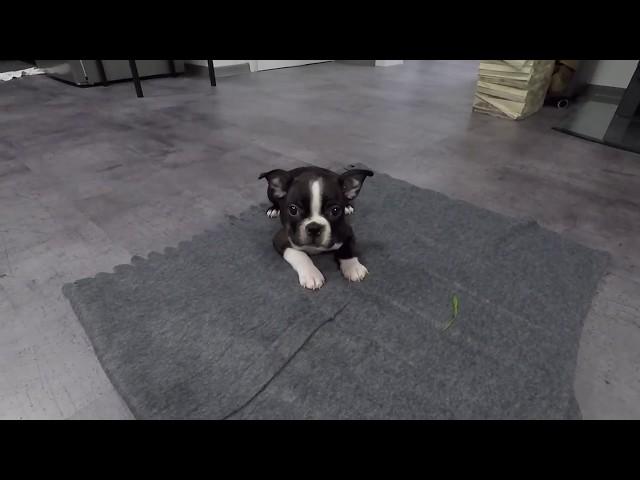 Boston Terrier Puppy 7 Weeks Old - First Day Home