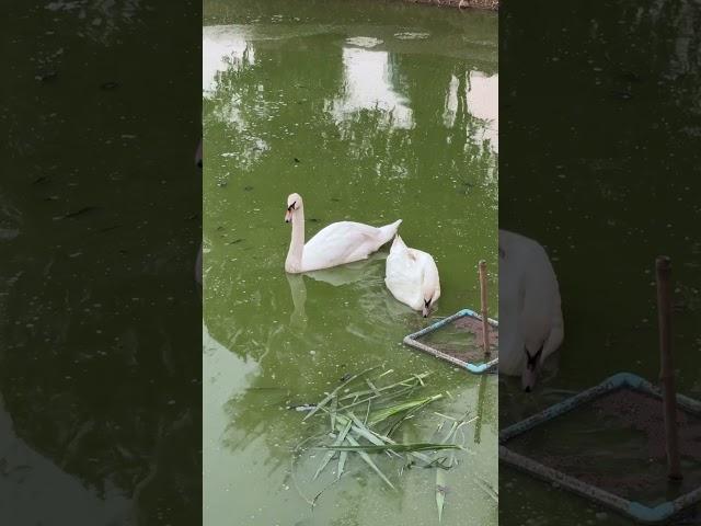  #หงส์ขาว #muteswan #shorts #บ้านสวนฟาร์มbybb #หงส์ #swan #สตูอี๊ #วีน่า #animals #birds