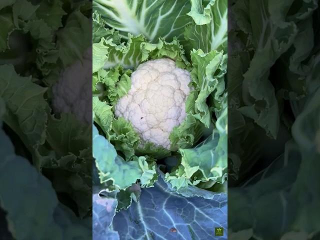 Grow CLEAN White Cauliflower at Home with THIS ONE Simple Trick#shorts