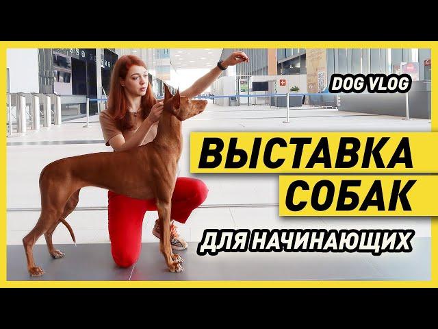 ВЫСТАВКА СОБАК | Как участвовать в ДОГ ШОУ и как они проходят (один день на выставке собак)