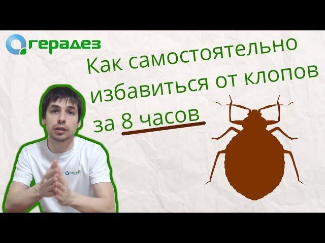 Вывести клопов в домашних условиях за 1 день без вреда для детей