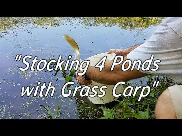 Stocking 4 Ponds with Grass Carp!