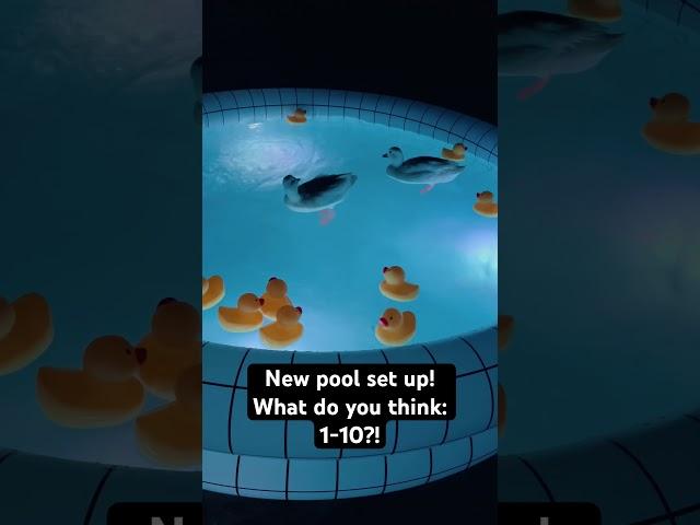 New pool setup for the pet ducks #shorts