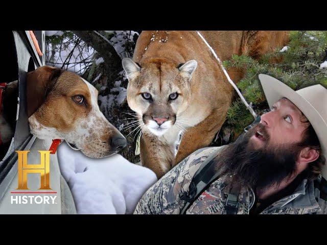 Mountain Men: KILLER MOUNTAIN LION ON THE LOOSE! (Season 13)