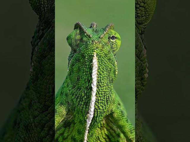 Nature's 360 Degree camera  | Indian chameleon  #shorts  #ytshorts #youtubeshorts  #wildlife
