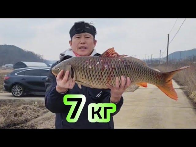 Огромные сазаны на дергач #fishing #рыбалка #낚시