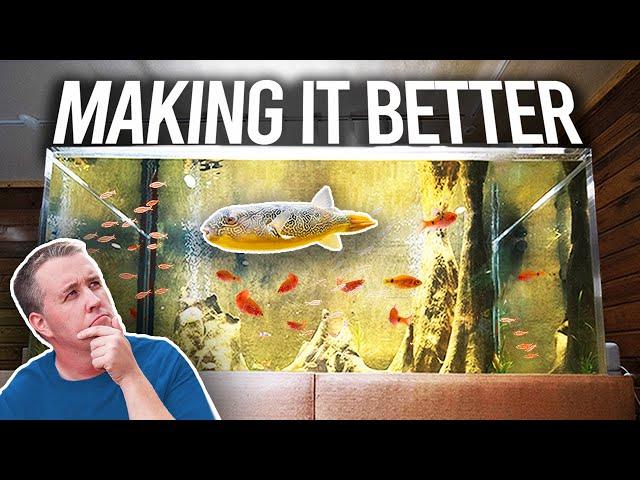 800 Gallon Puffer Tank Problems - Fish Room Update Ep. 110