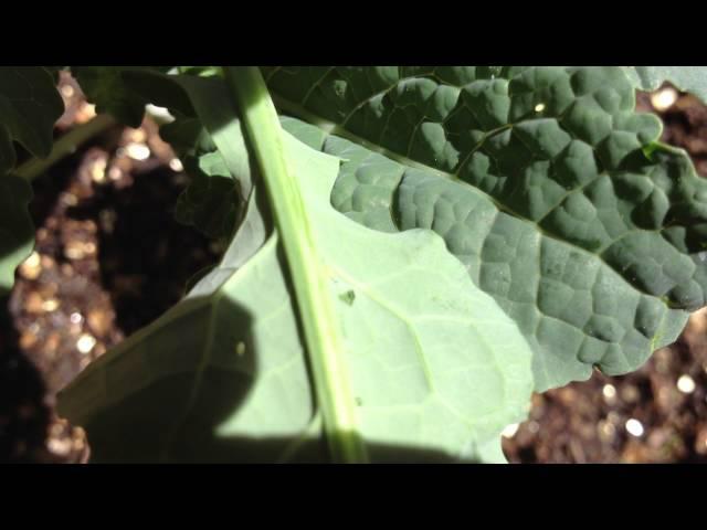 How to Identify Cabbage Moth Eggs and Deal with Them Early