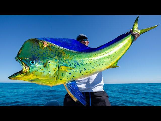 GIANT Deep Sea Mahi Mahi! Catch Clean Cook (Puerto Vallarta, Mexico)