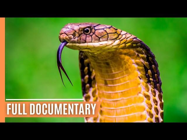 Cold-Blooded Wonders - The Secret Lives of Snakes and Lizards | Full Documentary