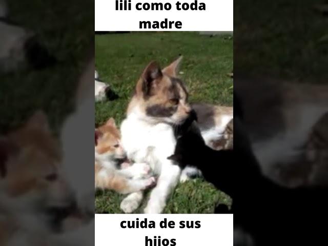 mi gata lili  cuidando  de sus hijos  madre #2 #shorts