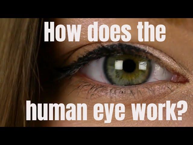 How does the human eye work?