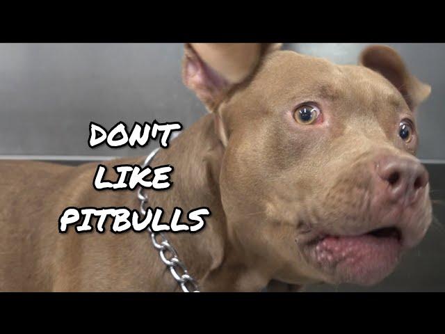 Why we DON'T LIKE Pitbulls