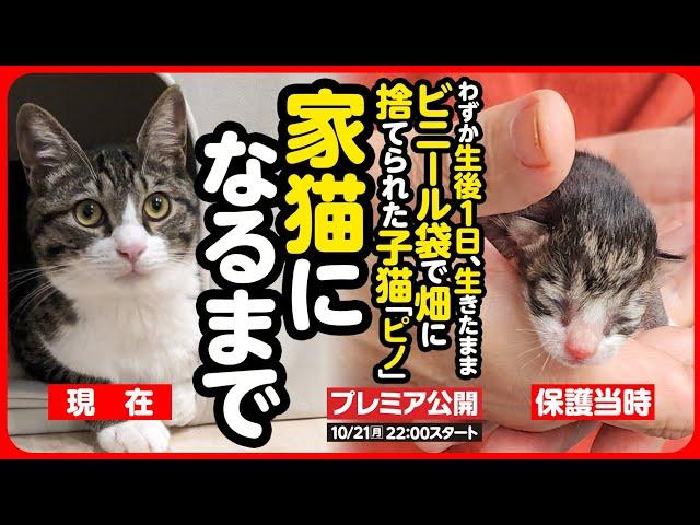 【感動】生きたままビニール袋で捨てられた子猫が 幸せな家猫になるまで【まとめ】