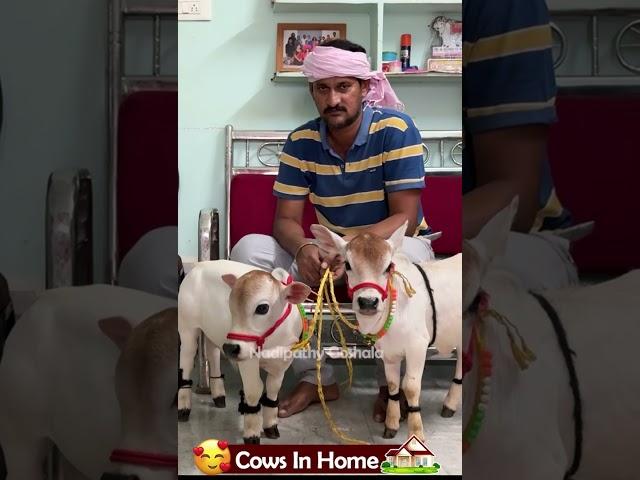  1 To 2 feet height cattle shortest cows breed #youtube #viral #reels #miniature #trend #youtube